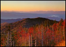 Trees in fall foliage and ridges from Clingman's dome at sunrise, North Carolina. Great Smoky Mountains National Park, USA.