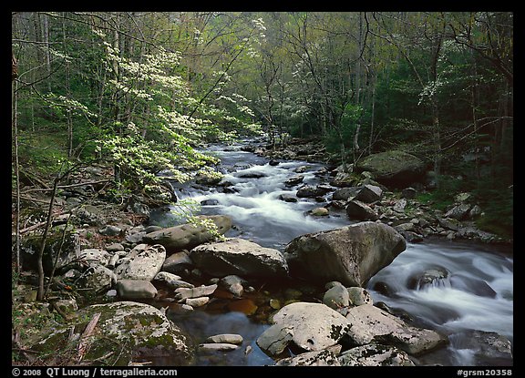 Spring scene of dogwood trees next to river flowing over boulders, Treemont, Tennessee. Great Smoky Mountains National Park, USA.