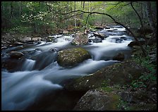 Arching dogwood in bloom over the Middle Prong of the Little River, Tennessee. Great Smoky Mountains National Park, USA. (color)