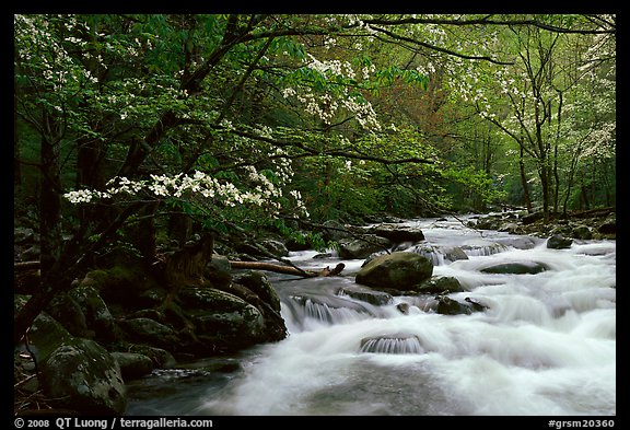 Stream with rapids and dogwoods in spring, Treemont, Tennessee. Great Smoky Mountains National Park (color)