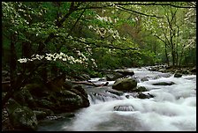 Stream with rapids and dogwoods in spring, Treemont, Tennessee. Great Smoky Mountains National Park, USA.