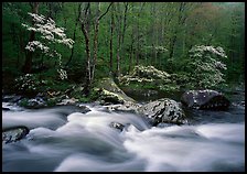 Three dogwoods with blossoms, boulders, flowing water, Middle Prong of the Little River, Tennessee. Great Smoky Mountains National Park, USA. (color)