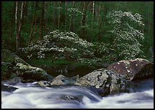 Two blooming dogwoods, boulders, flowing water, Middle Prong of the Little River, Tennessee. Great Smoky Mountains National Park, USA.