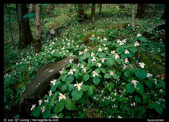 Carpet of White Trilium, Chimney Rock area, Tennessee. Great Smoky Mountains National Park (color)