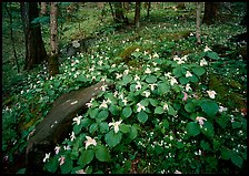 Carpet of White Trilium, Chimney Rock area, Tennessee. Great Smoky Mountains National Park, USA.