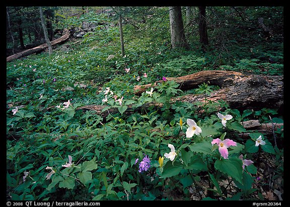 Forest undergrowth with multicolored Trillium, Chimney area, Tennessee. Great Smoky Mountains National Park, USA.