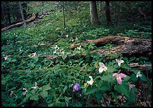 Forest undergrowth with multicolored Trillium, Chimney area, Tennessee. Great Smoky Mountains National Park ( color)