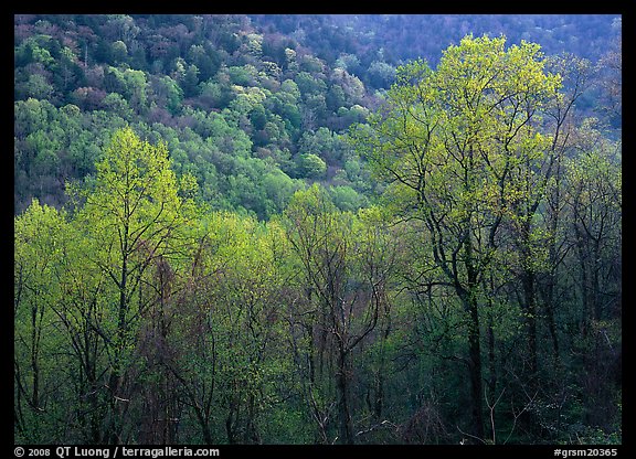 Trees and hillside with light green color of spring, late afternoon, Tennessee. Great Smoky Mountains National Park, USA.