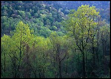 Trees and hillside with light green color of spring, late afternoon, Tennessee. Great Smoky Mountains National Park ( color)