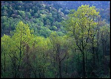 Trees and hillside with light green color of spring, late afternoon, Tennessee. Great Smoky Mountains National Park, USA. (color)