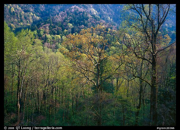Tender green trees and hillside in spring, late afternoon, Tennessee. Great Smoky Mountains National Park (color)