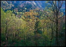 Tender green trees and hillside in spring, late afternoon, Tennessee. Great Smoky Mountains National Park ( color)