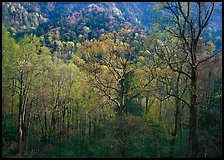 Tender green trees and hillside in spring, late afternoon, Tennessee. Great Smoky Mountains National Park, USA.