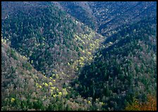 Hillside covered with trees in early spring, North Carolina. Great Smoky Mountains National Park, USA.