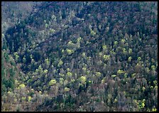 Distant hillside with newly leafed trees, North Carolina. Great Smoky Mountains National Park, USA.