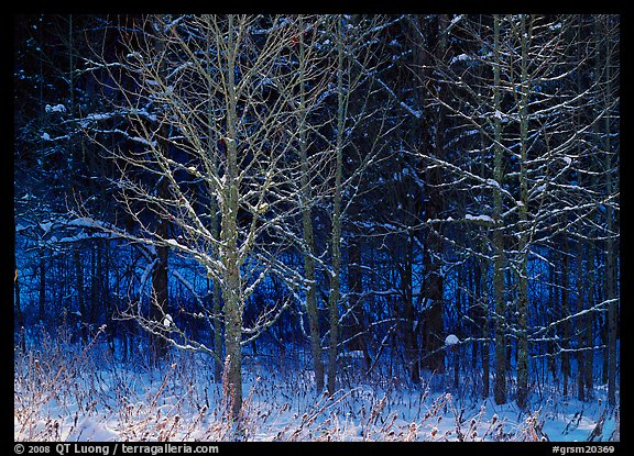 Bare trees in winter, early morning, Tennessee. Great Smoky Mountains National Park (color)