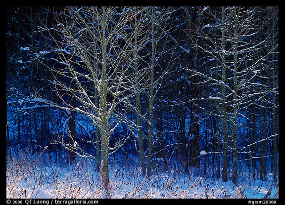 Bare trees in winter, early morning, Tennessee. Great Smoky Mountains National Park, USA.