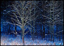 Bare trees in winter, early morning, Tennessee. Great Smoky Mountains National Park ( color)