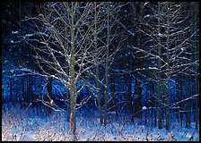 Bare trees in winter, early morning, Tennessee. Great Smoky Mountains National Park ( color)