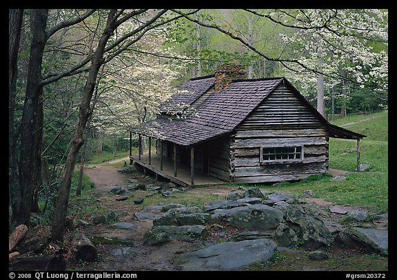 Noah Ogle historical cabin framed by blossoming dogwood tree, Tennessee. Great Smoky Mountains National Park (color)