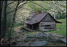 Noah Ogle historical cabin framed by blossoming dogwood tree, Tennessee. Great Smoky Mountains National Park, USA. (color)