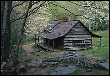 Noah Ogle historical cabin framed by blossoming dogwood tree, Tennessee. Great Smoky Mountains National Park, USA.