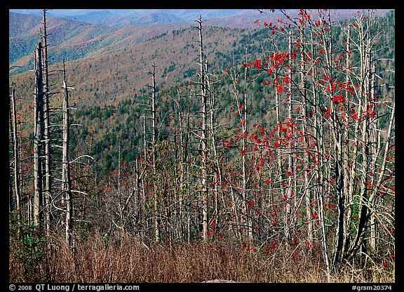 Bare mountain ash trees with red berries and hillside, Clingsman Dome. Great Smoky Mountains National Park (color)