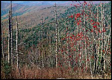 Bare mountain ash trees with red berries and hillside, Clingsman Dome. Great Smoky Mountains National Park ( color)