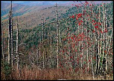 Bare mountain ash trees with red berries and hillside, Clingsman Dome. Great Smoky Mountains National Park, USA.