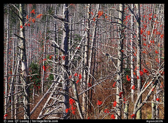 Bare trees with Mountain Ash berries, North Carolina. Great Smoky Mountains National Park (color)