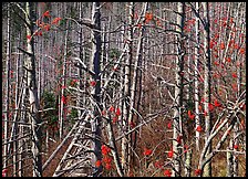 Bare trees with Mountain Ash  berries, North Carolina. Great Smoky Mountains National Park ( color)