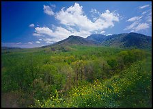 Hillsides covered with trees below Mount Le Conte in the spring, Tennessee. Great Smoky Mountains National Park, USA. (color)