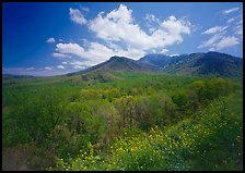 Hillsides covered with trees below Mount Le Conte in the spring, Tennessee. Great Smoky Mountains National Park, USA. (color)