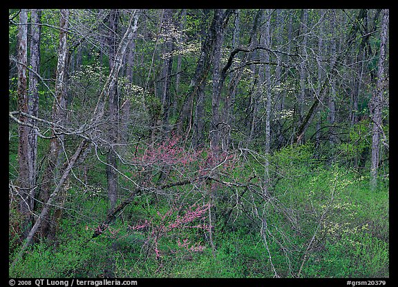 Bare trees, redbuds, and dogwoods in bloom, North Carolina. Great Smoky Mountains National Park, USA.