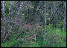 Bare trees, redbuds, and dogwoods in bloom, North Carolina. Great Smoky Mountains National Park, USA.