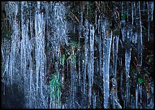 Icicles and green leaves. Great Smoky Mountains National Park, USA.