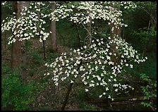 Flowering Dogwood (Cornus Florida), Tennessee. Great Smoky Mountains National Park ( color)