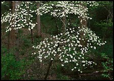 Flowering Dogwood (Cornus Florida), Tennessee. Great Smoky Mountains National Park, USA. (color)