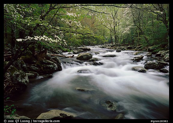 Fluid stream with and dogwoods trees in spring, Treemont, Tennessee. Great Smoky Mountains National Park (color)