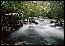 Fluid stream with and dogwoods trees in spring, Treemont, Tennessee. Great Smoky Mountains National Park, USA.