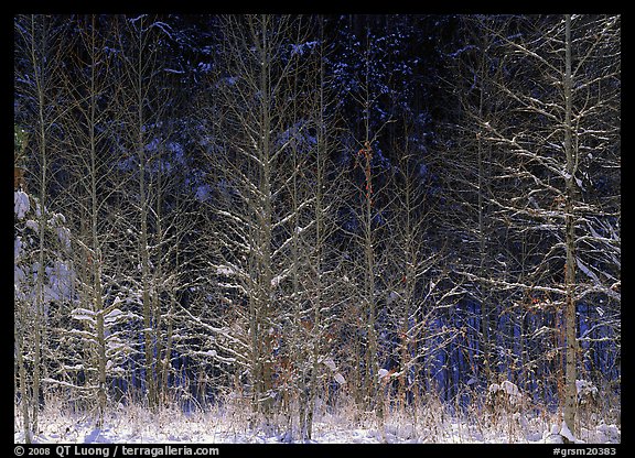 Sunlit trees in winter. Great Smoky Mountains National Park, USA.