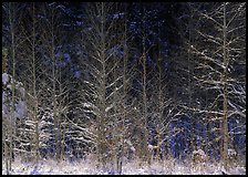 Sunlit trees in winter. Great Smoky Mountains National Park ( color)