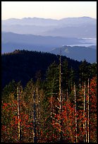 Half-barren trees and ridges from Clingmans Dome at sunrise, North Carolina. Great Smoky Mountains National Park, USA.