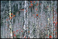 Bare trees with Mountain Ash  berries, North Carolina. Great Smoky Mountains National Park, USA.