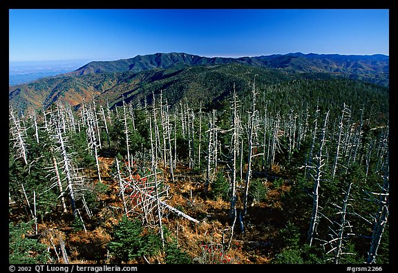 Fraser firs killed by balsam woolly adelgid insects on top of Clingman's dome, North Carolina. Great Smoky Mountains National Park, USA.