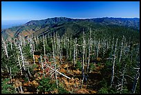 Fraser firs killed by balsam woolly adelgid insects on top of Clingman's dome, North Carolina. Great Smoky Mountains National Park ( color)