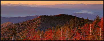 Trees and distant mountaintop ridges at sunrise. Great Smoky Mountains National Park (Panoramic color)