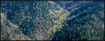 Appalachian hillside in early spring. Great Smoky Mountains National Park (Panoramic color)