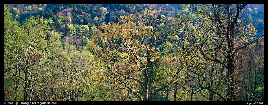 Trees with new leaves and hillside. Great Smoky Mountains National Park, USA.