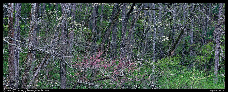 Spring forest scene with trees in bloom. Great Smoky Mountains National Park, USA.